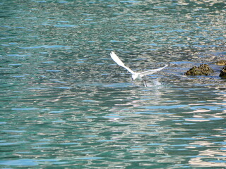 Little Egret having lunch