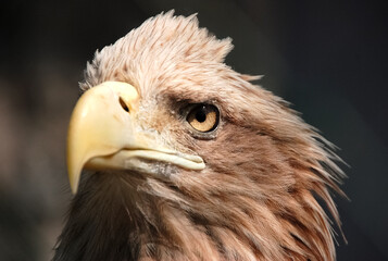 Eagle waiting for a victim,