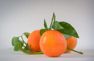 Tangerines on a twig with leaves on a light background