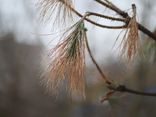 Yellowed pine branch on blurred background