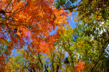 紅葉の見頃。赤とオレンジ、緑、黄のグラデーション。神戸六甲山系の布引で撮影