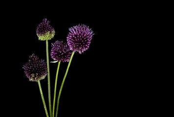 Allium rotundum flower an plant, common name round headed leek or purple flowered garlic, shot studio on black background