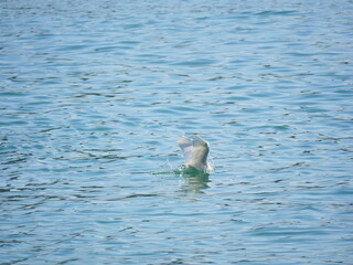 Great Egret trying to catch fish