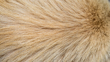 brown dog fur texture close-up abstract fur background