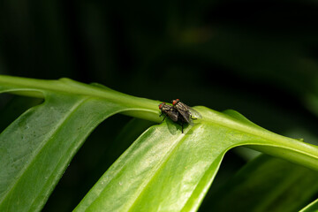 Two Flies Mating on a Green Leaf