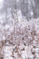 Delicate dried flowers in the frost in sepia tones. Soft winter morning light in the haze. Vertical nature poster in brown shades. Copy space.