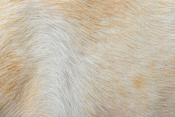 beige white fur texture beautiful abstract feather background