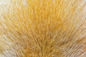 brown fur texture beautiful abstract feather background
