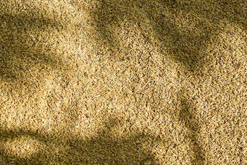 Shiny On Abstract Paddy Grain Background Texture