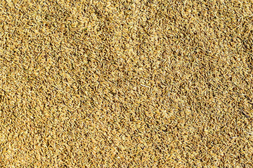 Bulk rice grain background abstract brown jasmine rice grains