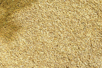 Sunlight shadows on abstract brown rice grain texture background
