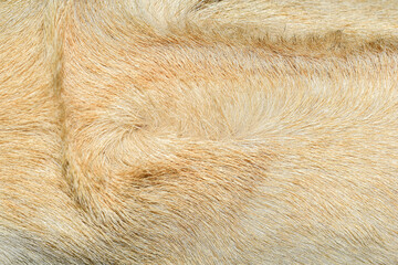 Brown short hair texture close-up beautiful abstract fur background