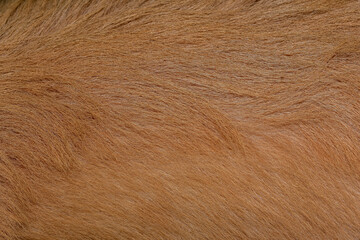 reddish brown fur texture close-up beautiful abstract fur background