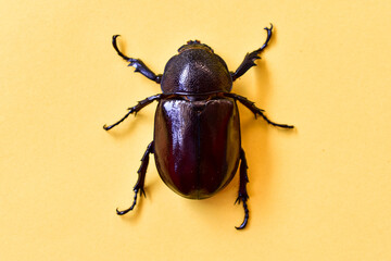 Deer beetle or female rhinoceros beetle on a beautiful yellow background, Coleoptera.