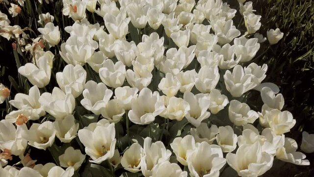 Many white varietal tulips on flowerbed closeup