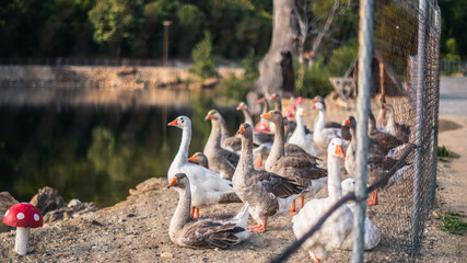 ducks on the lake
