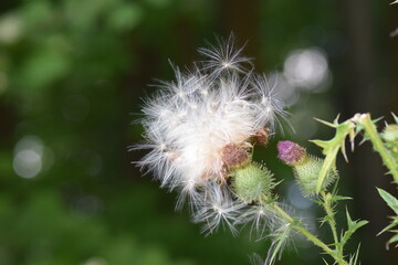 dandelion seed pod