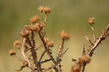 grass in the wind