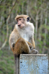 Sri Lanka, wild monkeys in nature
