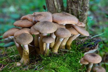 Group of edible wild mushrooms - honey agaric. Family of mushrooms. Fairy forest, the soft moss