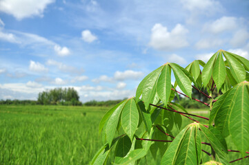 Close-up of casava leaves in ricefield area with blue sky background