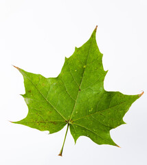Green maple leaf isolated on white background