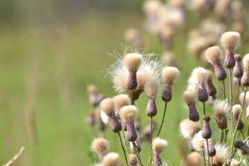 Burdock