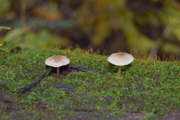 mushrooms in the forest