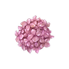 Fototapeta premium Pink Hydrangea, Handdraw illustration, Isolated on white