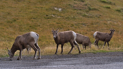 Naklejka na ściany i meble Small flock of bighorn sheep (Ovis canadensis) with brown fur grazing beside gravel road in Kananaskis Country, Alberta, Canada in the Rocky Mountains.