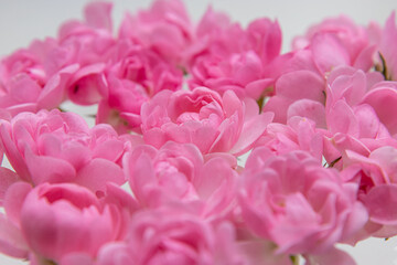 Pink roses bouquet light petal flower blooming with green stem pattern