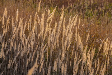 Dry grass flowers in the sky background. Close view of grass stems against sky. Calm and natural background.