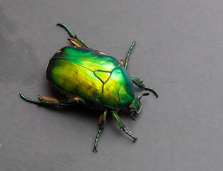 Cetonia aurata called the green rose chafer is a beetle that has a metallic structurally coloured green and a distinct V-shaped scutellum. Underside of the beetle has a coppery.
