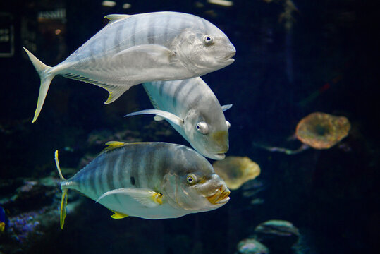The golden trevally (Gnathanodon speciosus), also known as the golden kingfish, banded trevally or king trevally swimming  in Belgorod Aquarium
