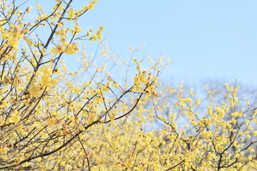 蝋梅と爽やかな青空