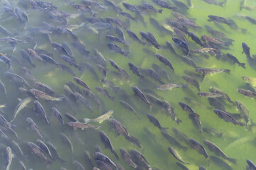 Industrial fish farming. School of fish in the water	