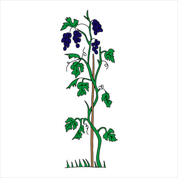 Outline hand drawn vector illustration of a green grape vine plant with navy blue fruits isolated on a white background