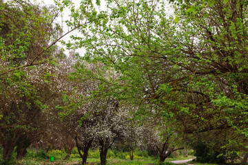 White Prunus dulcis (Almond Trees) in between green trees  
