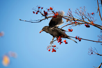 Blackbird feasting on rowan berries