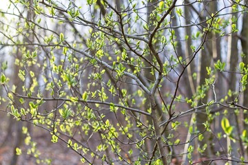 green leaves on a branch