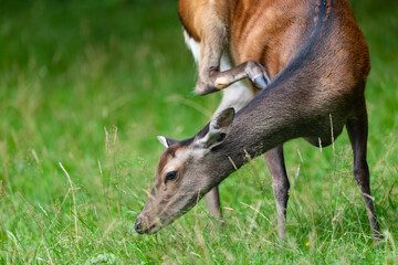 Sikawildkalb Sikawild krazt sich am Hals