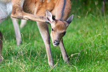 Sikawild jugt das Fell