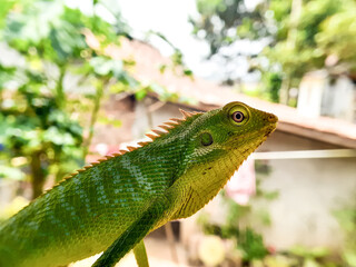 green iguana on a branch