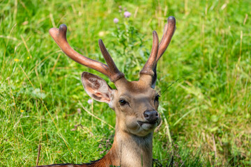 Ein Sikahirsch beim Wiederkäuen