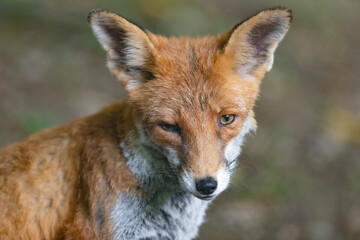 Fototapeta premium Ein Rotfuchs