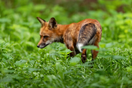 Ein Rotfuchs