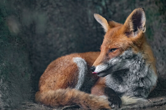 Ein Rotfuchs