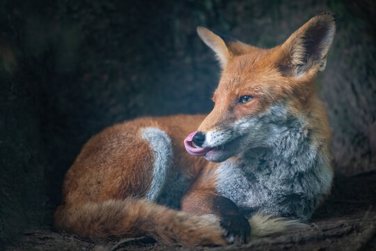 Ein Rotfuchs