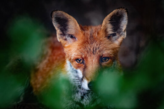Ein Rotfuchs