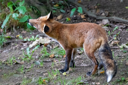 Ein Rotfuchs